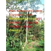 bibit sengon solomon