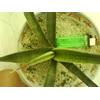 s. bunle marxii (pearsonii blue)