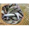 ikan lele ( catfish )