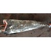 swordfish / meka /xiphias gladius