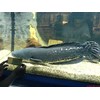 ikan gabus super
