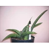 s. fischeri 1