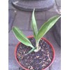 concinna big (rare plant)