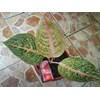 rosa 3 daun (terjual)
