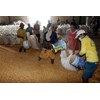 * * * * * supplier warehousing* * * * * jagung pipilan kering* * * * *