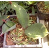 mason giant indukan