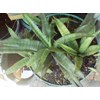 sansevieria javanica