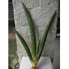 s.pfisteri