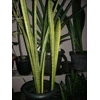 sansevieria flh 13 varigata 3 ( terjual)