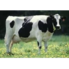 dairy cattle concentrate ( konsentrat sapi perah)