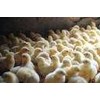 doc( day old chicks)