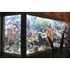 setting & perawatan aquarium di bali
