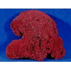 red pipe organ coral