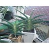 s.sufruticossa black