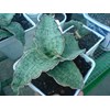 s.silver blue induk b