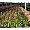 bromellia