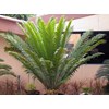 encephalartos laurentianus .