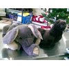 gajah