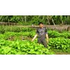 bibit jabon