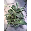 sansevieria subspicata rumpun
