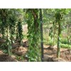 * * * * * vanilla / vanili planifolia andrews* * * * * *