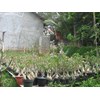 adenium obesum grafting klas a