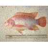 ikan nila merah