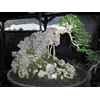 bonsai kreatif i