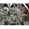 sansevieria aethiopica blue