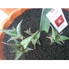 s.pinguiculata superlong anak 5