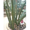 s> roxburgiana induk