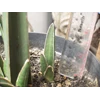 sansevieria disertii striata ( sold/ terjual, terimakasih)