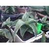 s.blue leaf remaja