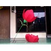 lampion bunga tulip