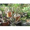 adenium grafting bunga maroon star + laviosa