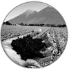 natural organic volcanic soil