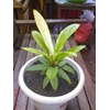 jemanii varigata