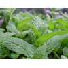 daun mint/ menta