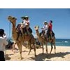 bali camel ride, wisata naik unta di bali
