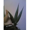 sansevieria pinguicula child 10