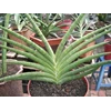 sansevieria blue clone r