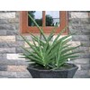 sansevieria blue clone