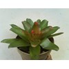 bromelia