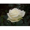 bunga potong mawar holland