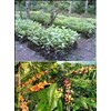 kopi (coffea spp)-2
