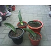 horwood 4 pot