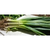 daun bawang prey / pre