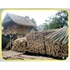 bamboo