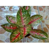 widuri golden ( b) ( terjual)