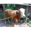 bibit sapi shimettal & limosine